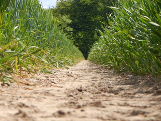 path in the field