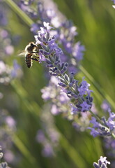 bee