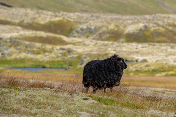 Black sheep on a grass-covered lava field in Iceland