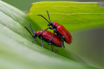 Close up of Lily beetles mating on a leaf