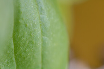 Closeup macro pohoto of a small green basil leaf, detailed