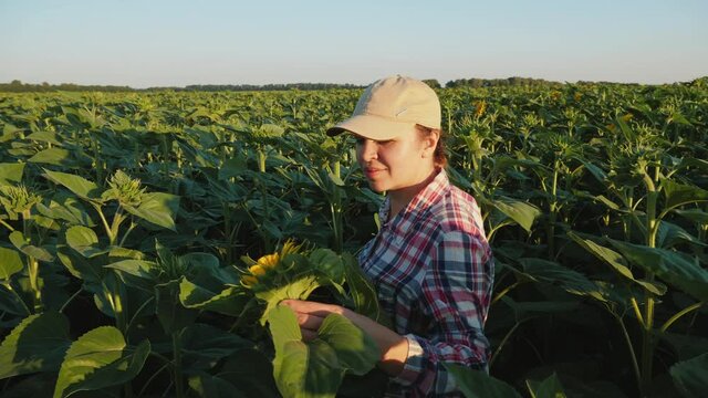 Agronomist girl walks between the rows of a blooming sunflower in a field at sunset, a woman examines the growth of a sunflower