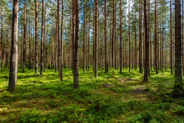 Fototapeta premium Bujny zielony las sosnowy w słońcu