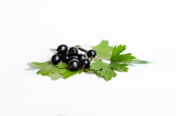 black currant on white background