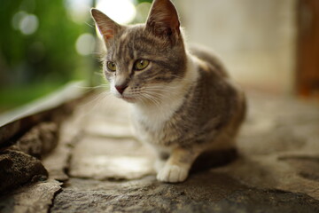 A gray tricolor cat with green eyes is resting in a summer yard.