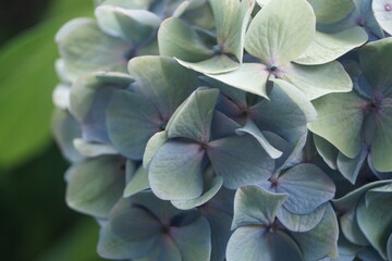 Obraz premium 紫陽花
