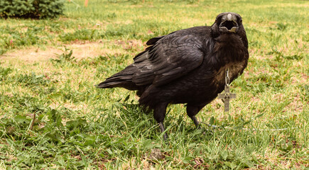 Bird black raven in captivity. Raven is tied with a rope.