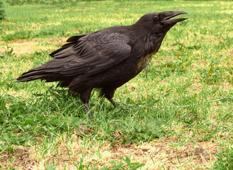 Bird black raven in captivity. Raven is tied with a rope.