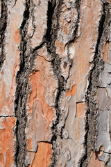 Close up shot of the bark of a tree