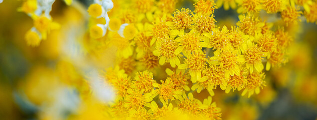 Closeup photo of a yellow wild meadow flower