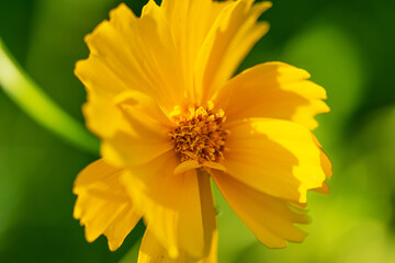 Closeup photo of a yellow wild meadow flower