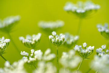 Closeup photo of a white wild meadow flower