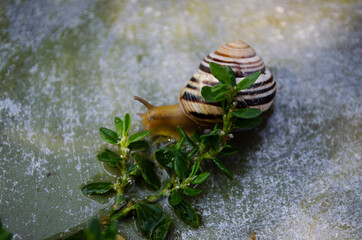 snail with grass