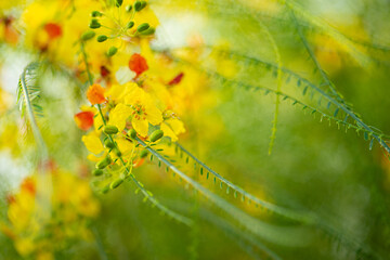 Closeup photo of an yellow blossoms on a tree