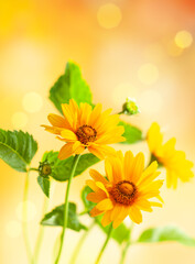 Beautiful yellow flowers on blurred background with bokeh and copy space. Autumn or summer festive natural background.