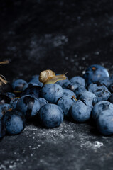 plums with snails on black background