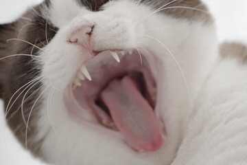 ねこ