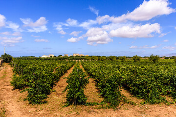 Fototapeta na wymiar Vineyard with rows of vines with ripening grapes against a blue sky and clouds, in the photo is represented a clear day in one sicilian winery