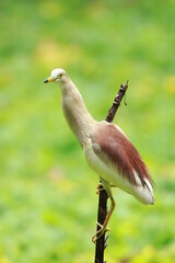 Indian pond heron,bird, nature,