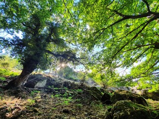 Bosques de castaños y robles, valle del ambroz