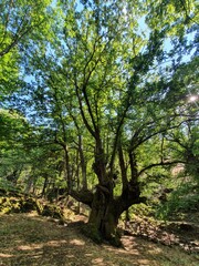 Fototapeta premium Bosques de castaños y robles, valle del ambroz