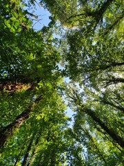 Bosques de castaños y robles, valle del ambroz