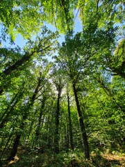 Bosques de castaños y robles, valle del ambroz