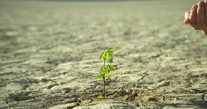 Close-up, the hand of a young man watering a green plant growing on dry ground. Slow motion