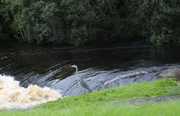 A grey heron watching for fish beside the  Newport river flowing through County Mayo, Ireland.
