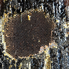 Drop of bee honey drip from hexagonal honeycombs filled with golden nectar.