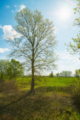 Panoramic view of deciduous forest in spring.