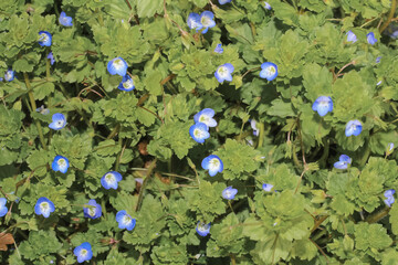Blüte der Pflanze Acker-Ehrenpreis, Veronica persica