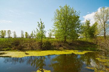 Fototapeta na wymiar Panoramic view of deciduous forest in spring.