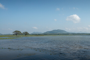 magnifique lac avec des arbres parasol et ciel bleu devant une montagne du Sri Lanka 