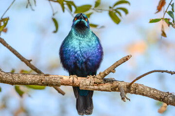 Blue Starling