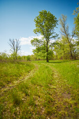 Panoramic view of deciduous forest in spring.