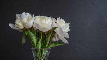 Beautiful and lush white peonies in a vase on a black background,