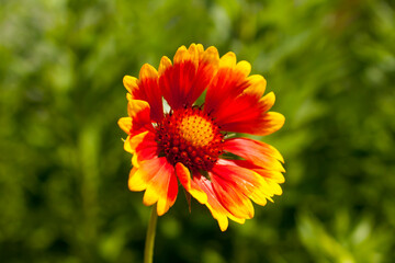 Gaillardia arizonica, yellow red flower
