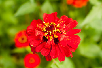 Zinnia elegans, known as youth-and-age flower
