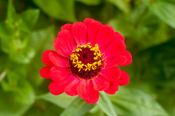 Zinnia elegans, known as youth-and-age flower
