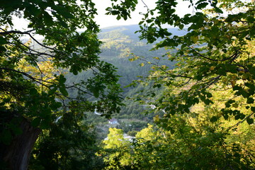 Obraz premium sun shining through trees