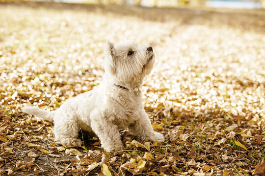 Lovely dog is laying obn the grass and looking interestingly aside. Cute fluffy white dog. Pets for home.