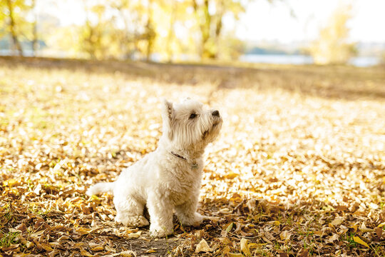 Lovely dog is laying obn the grass and looking interestingly aside. Cute fluffy white dog. Pets for home.