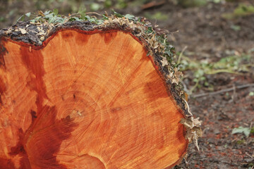 Querschnitt durch den Stamm einer Schwarzerle, Alnus glutinosa 