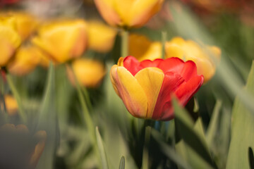 Lovely red and yellow tulips in an urban garden with nice spring weather, and with a mutant red-yellow mixed colored tulip, close-up photo