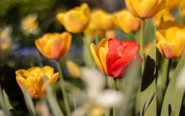 Lovely red and yellow tulips in an urban garden with nice spring weather, and with a mutant...