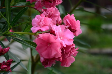 pink flowers in the garden