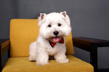 West Highland White Terrier sitting on the yellow beight armchair at home - indoor scene. Happy dog showing a tounge with big red butterfly.