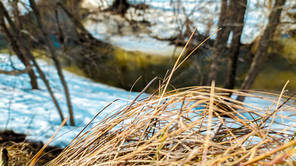 grass in the snow