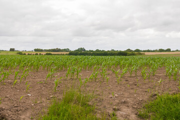 Fototapeta na wymiar Beautiful outdoor long shot of a verdant cornfield, lands & trees. Peaceful nature. Early growth. Cloudy day.